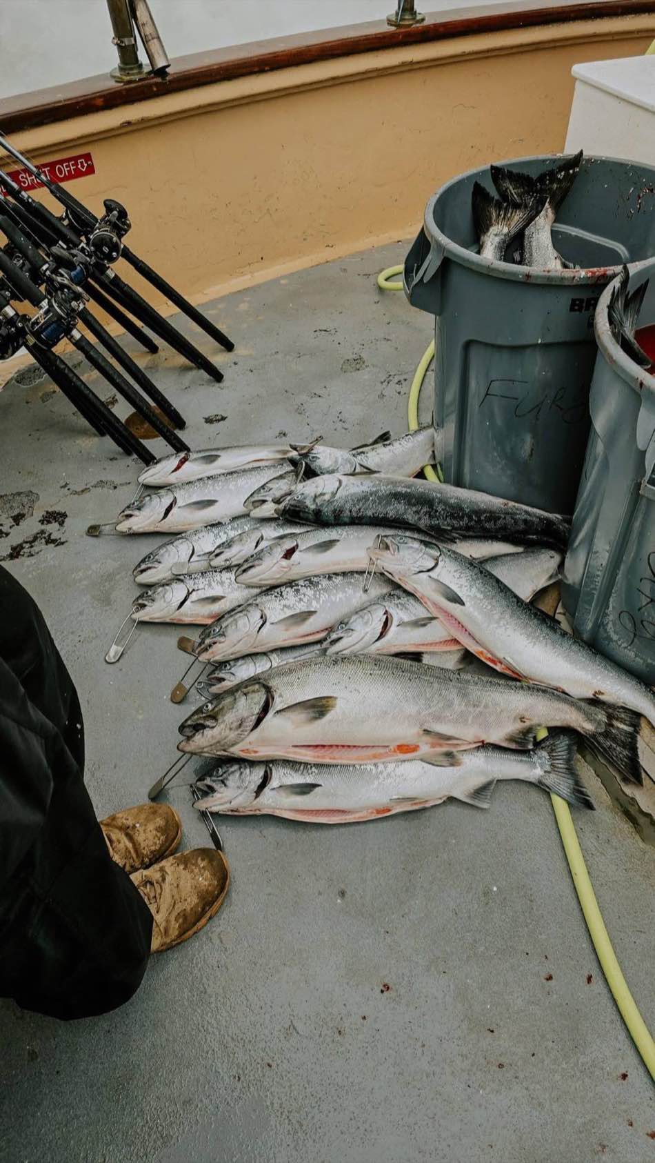 A limit of fresh-caught salmon laid out on a charter boat deck beside trolling rods